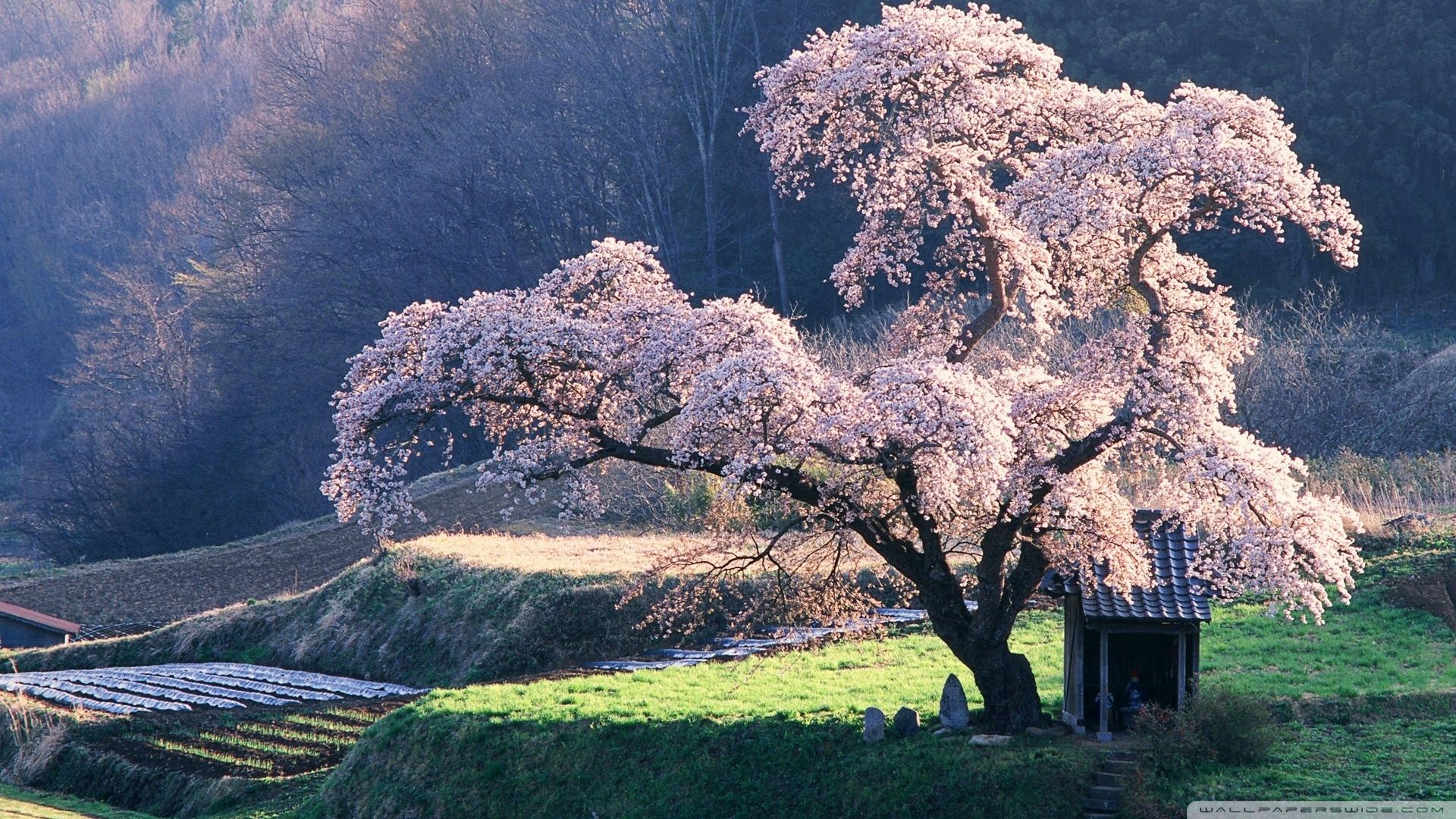 Monte Fuji e fiori di ciliegio, 1366x768 720p, PC