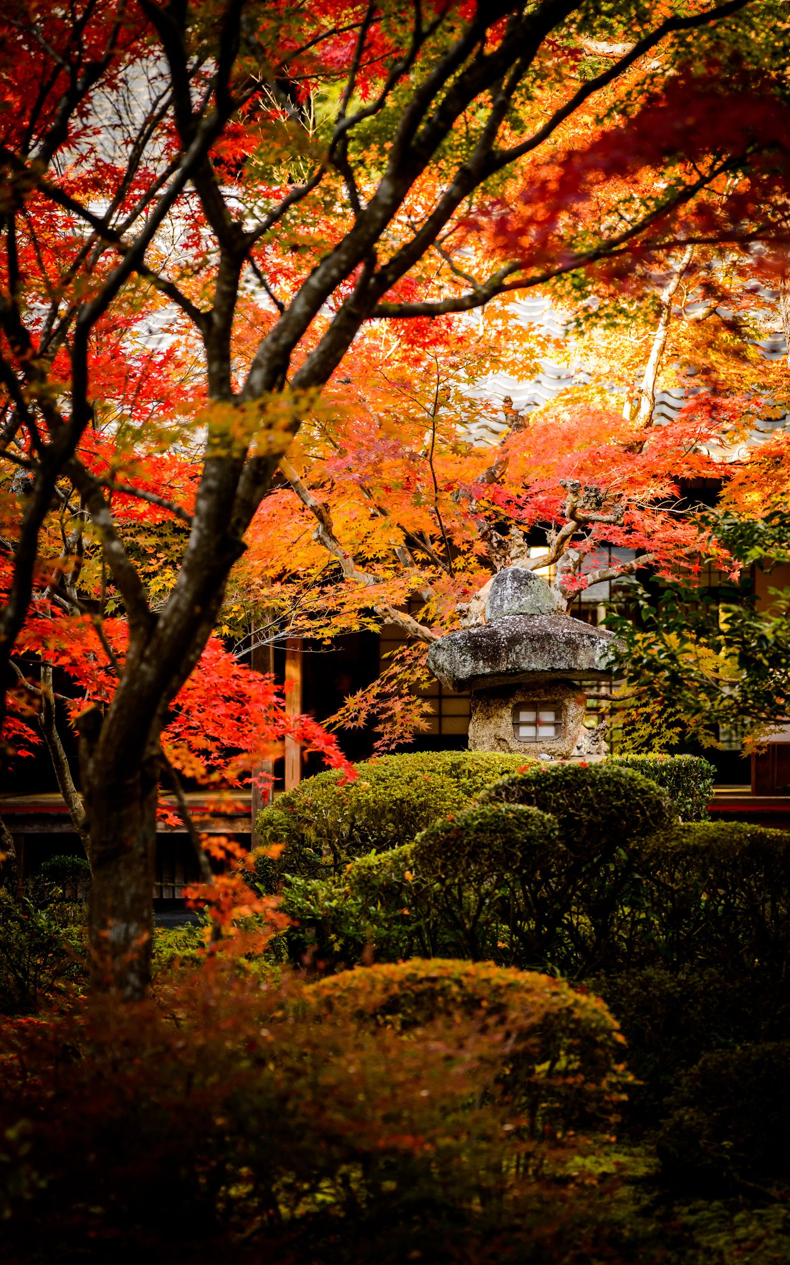Giardino giapponese autunnale lanterna, 1600x2560 Verticale, Mobile