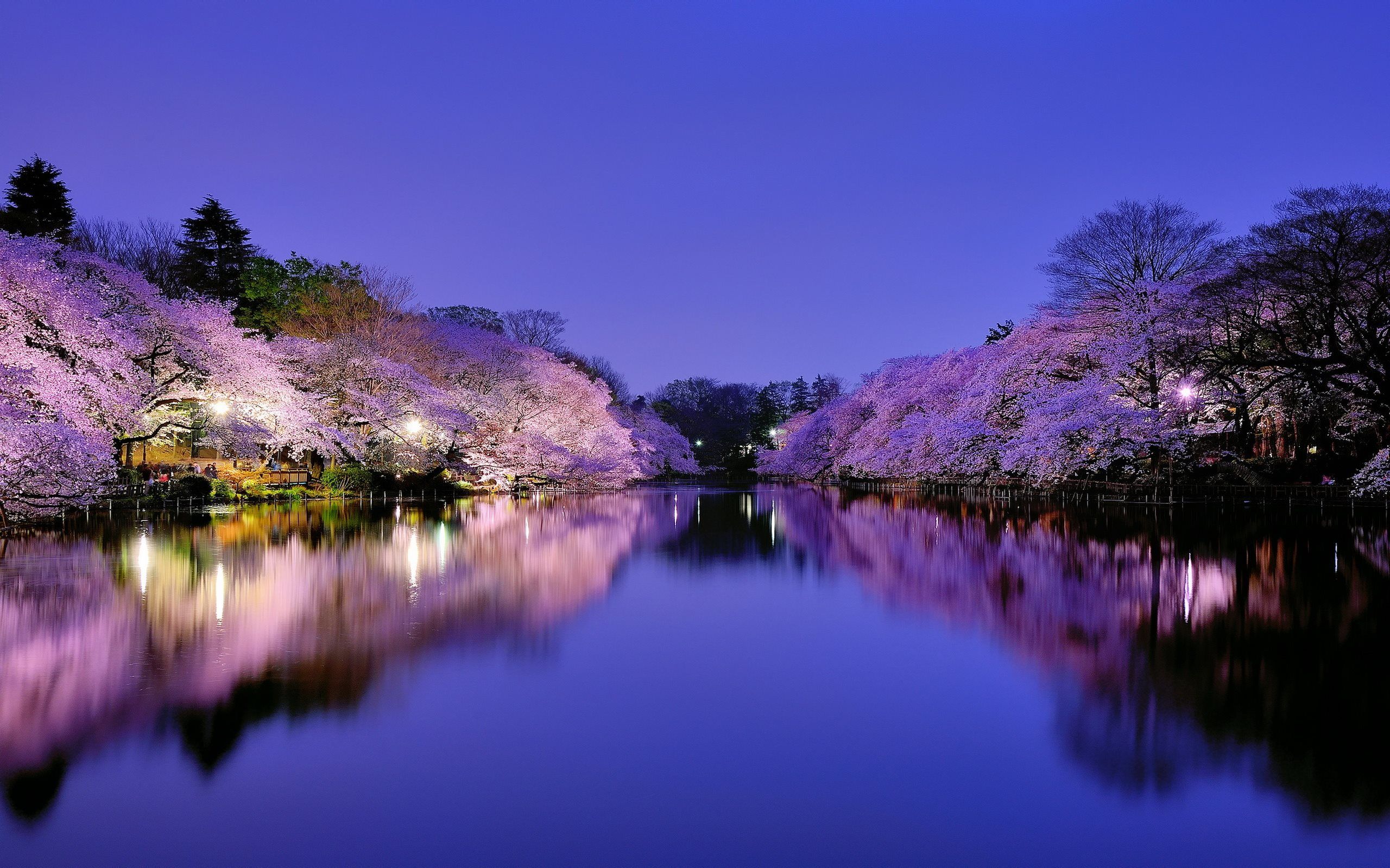 Ciliegi in fiore notturni lungo canale, 2560x1600 2K, Monitor Gaming
