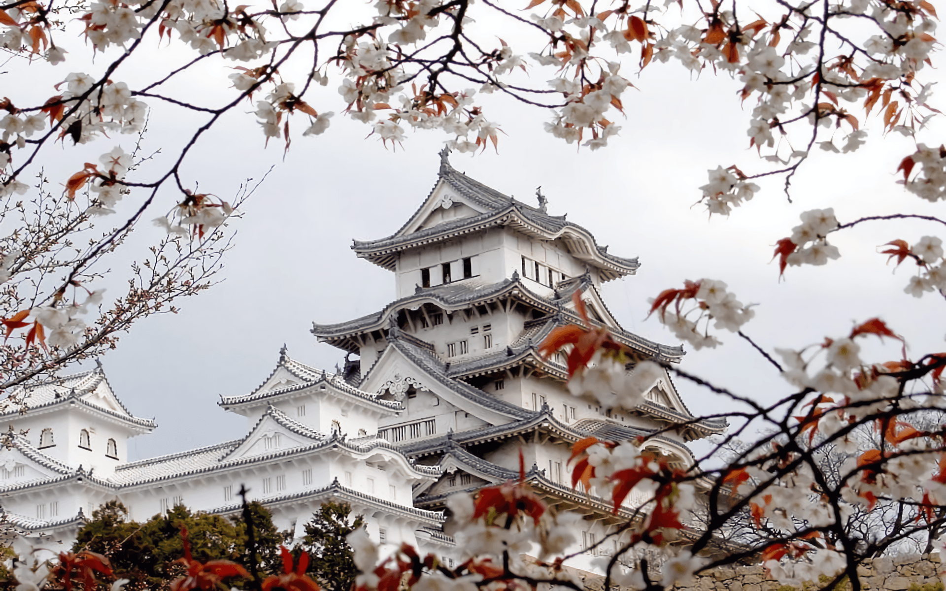 Castello giapponese con ciliegi fioriti, 1920x1200 Full HD+ WUXGA, PC