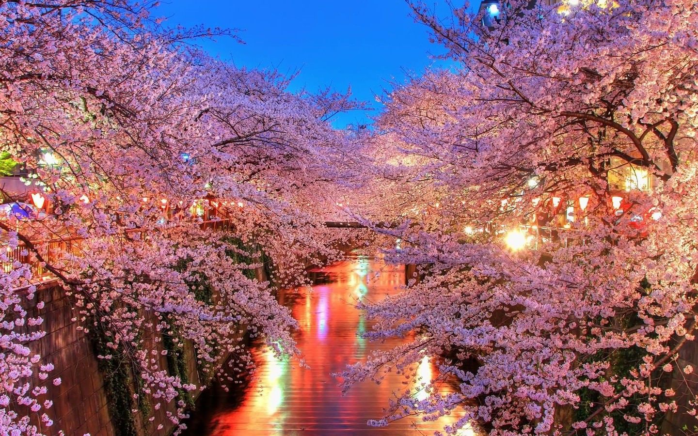Fiori di ciliegio canale notturno, 1440x900 HD, MacBook Air