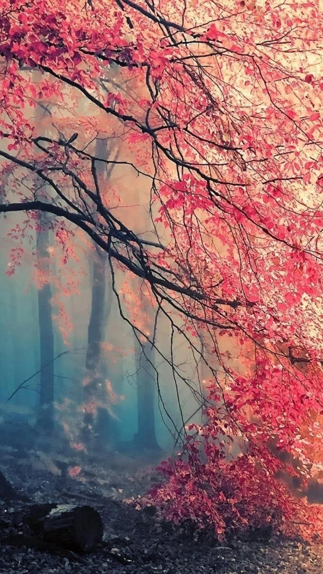 Foglie rosse autunno nebbia, 1080x1920 Verticale, Samsung Galaxy