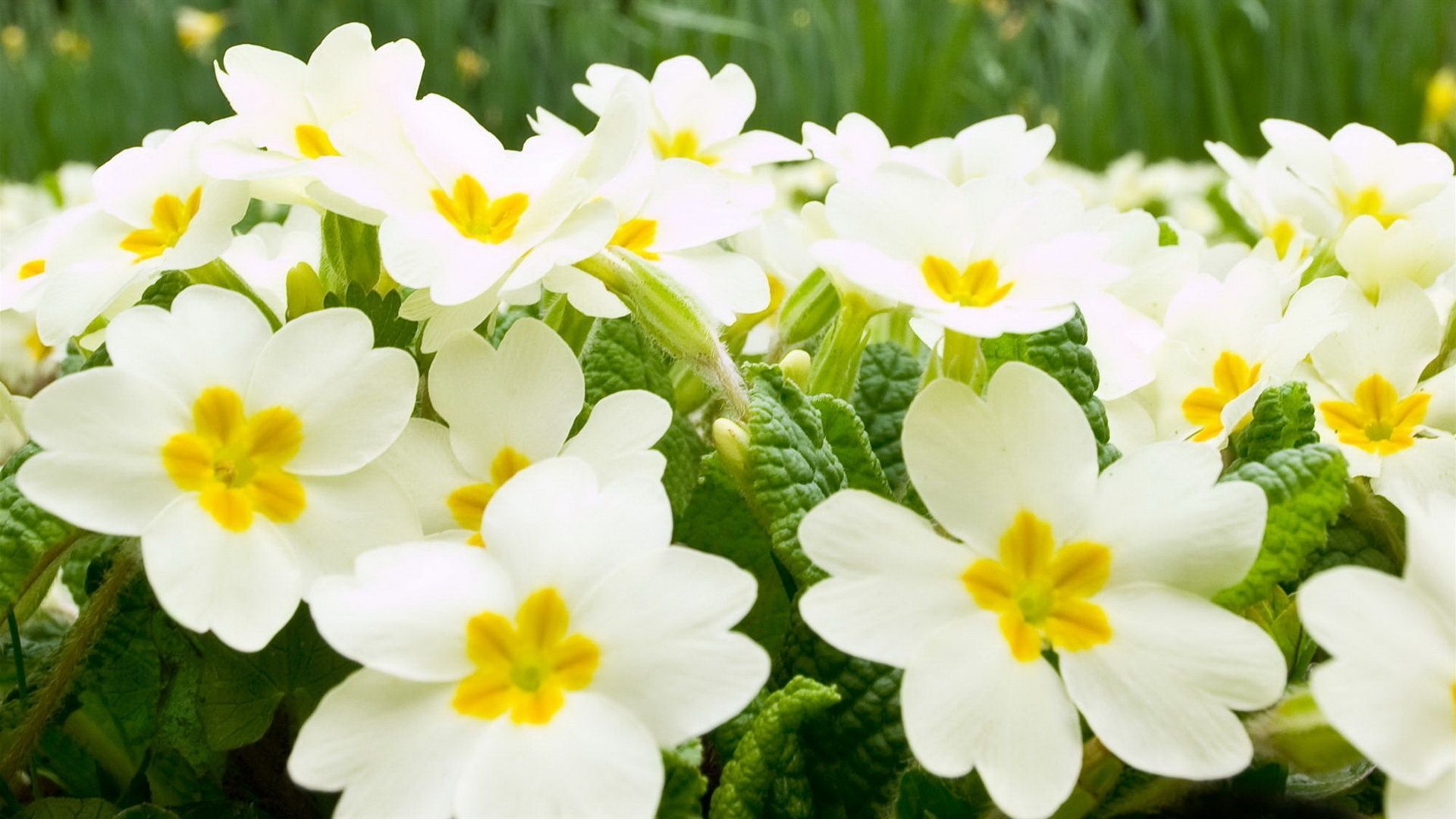 Fiori bianchi con centro giallo, 1920x1080 1080p, PC