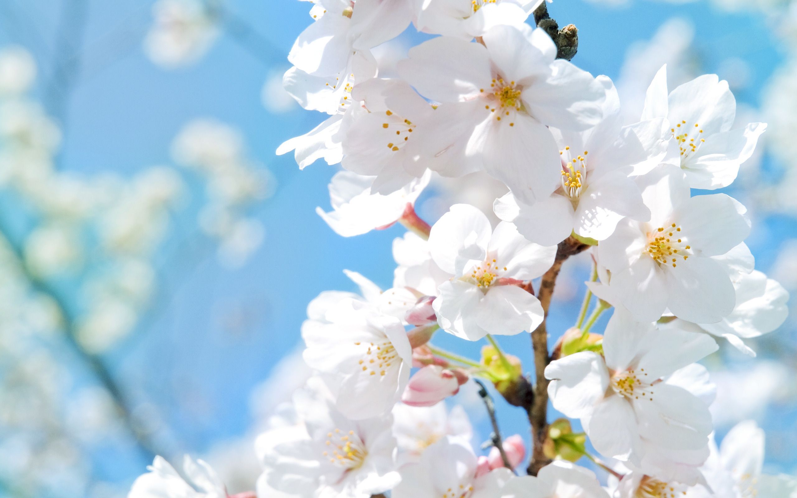 Fiori di ciliegio bianchi, 2560x1600 2K+, MacBook Pro