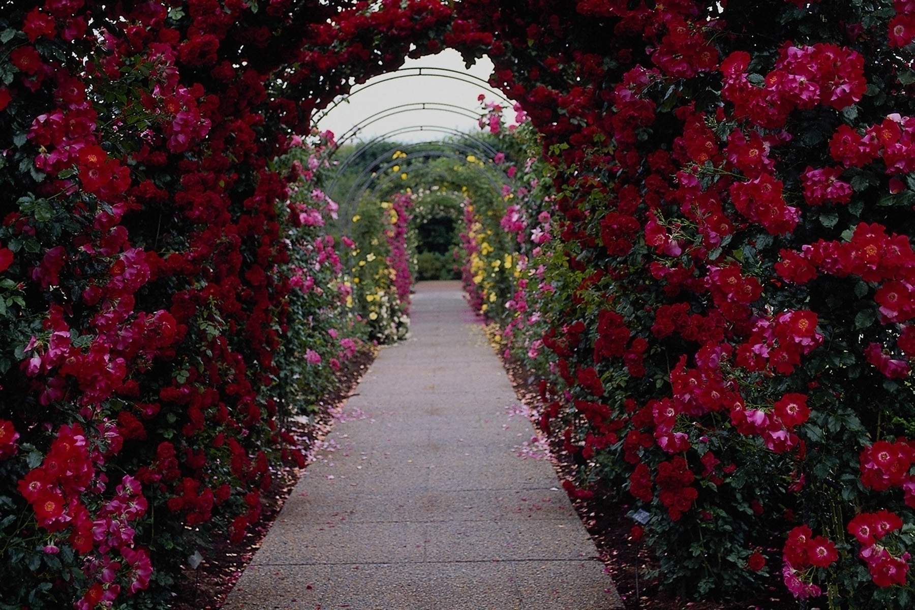 Giardino di rose rosse, 1800x1200 HD Ready, PC Desktop