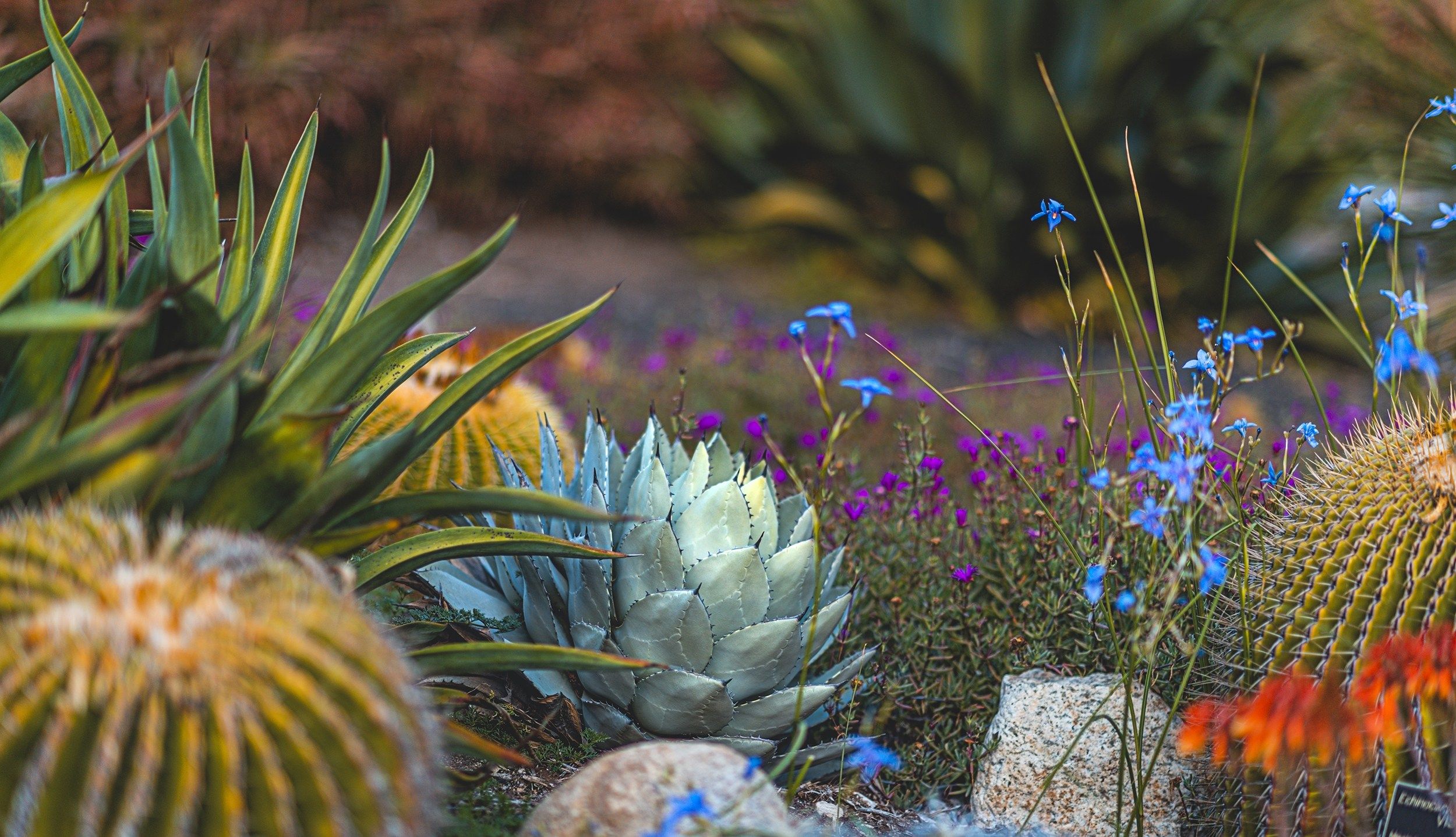 Giardino di piante grasse, 2500x1437 Hi-Res, PC