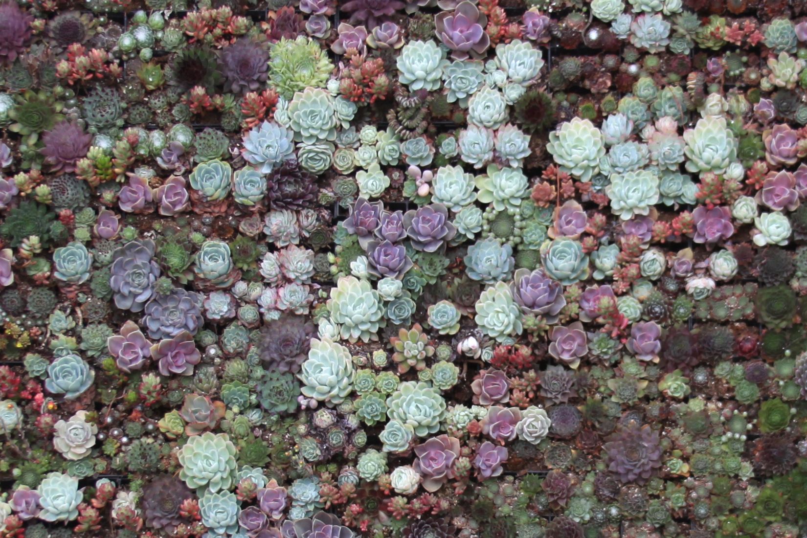 Giardino di piante grasse colorate, 1650x1100 HD Ready, Desktop