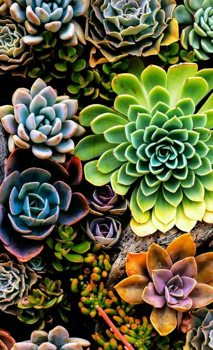 Piante grasse colorate viste dall'alto, 736x1208 Verticale, Telefono