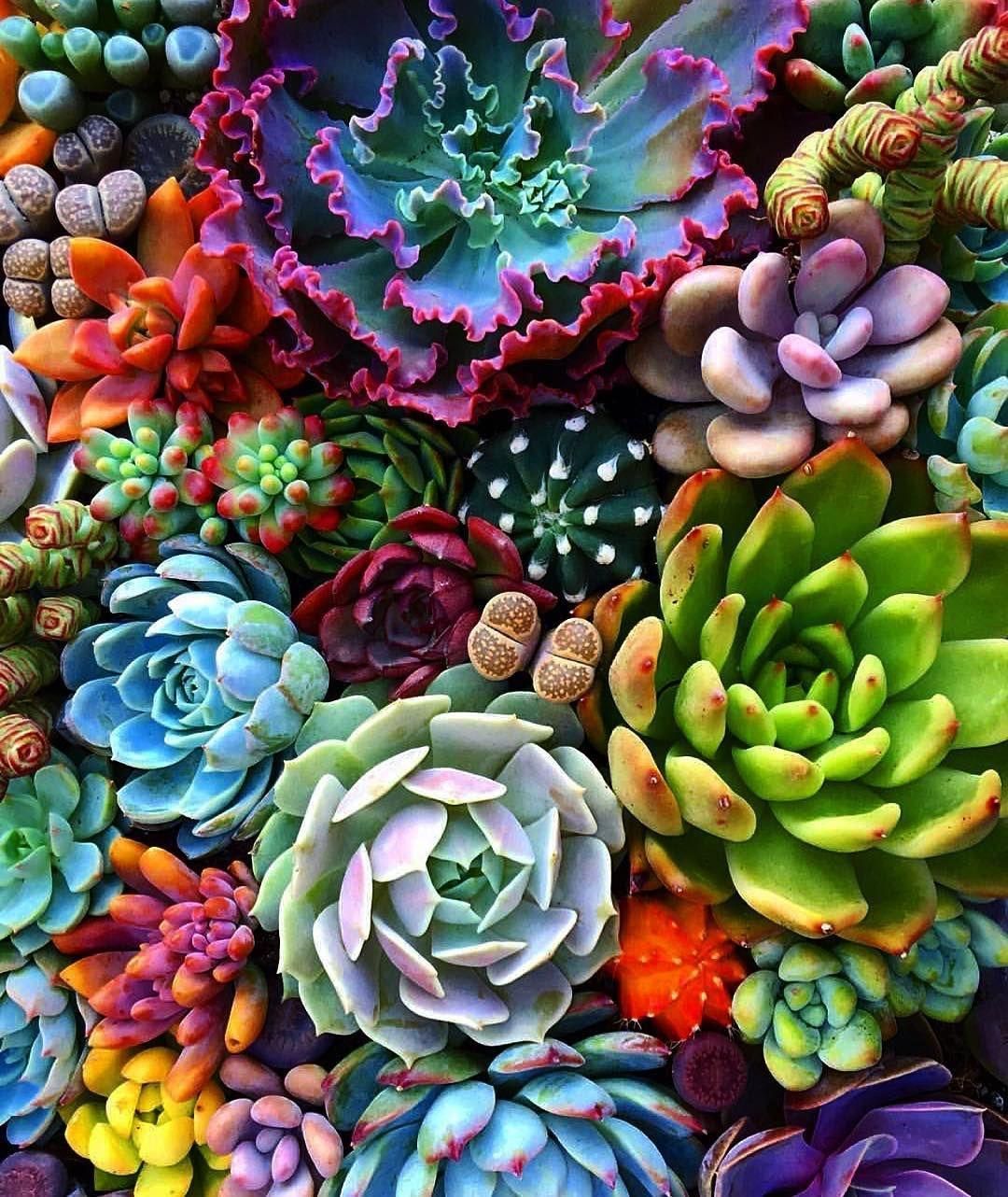 Giardino di piante grasse colorate, 1080x1282 Full HD Verticale, iPhone