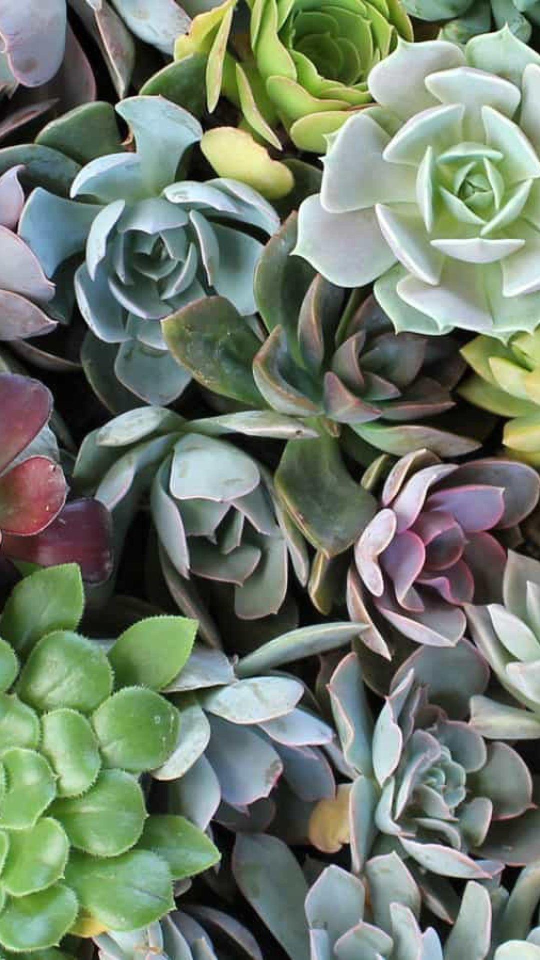 Piante grasse succulente colorate, 1080x1920 Full HD Verticale, Samsung Galaxy