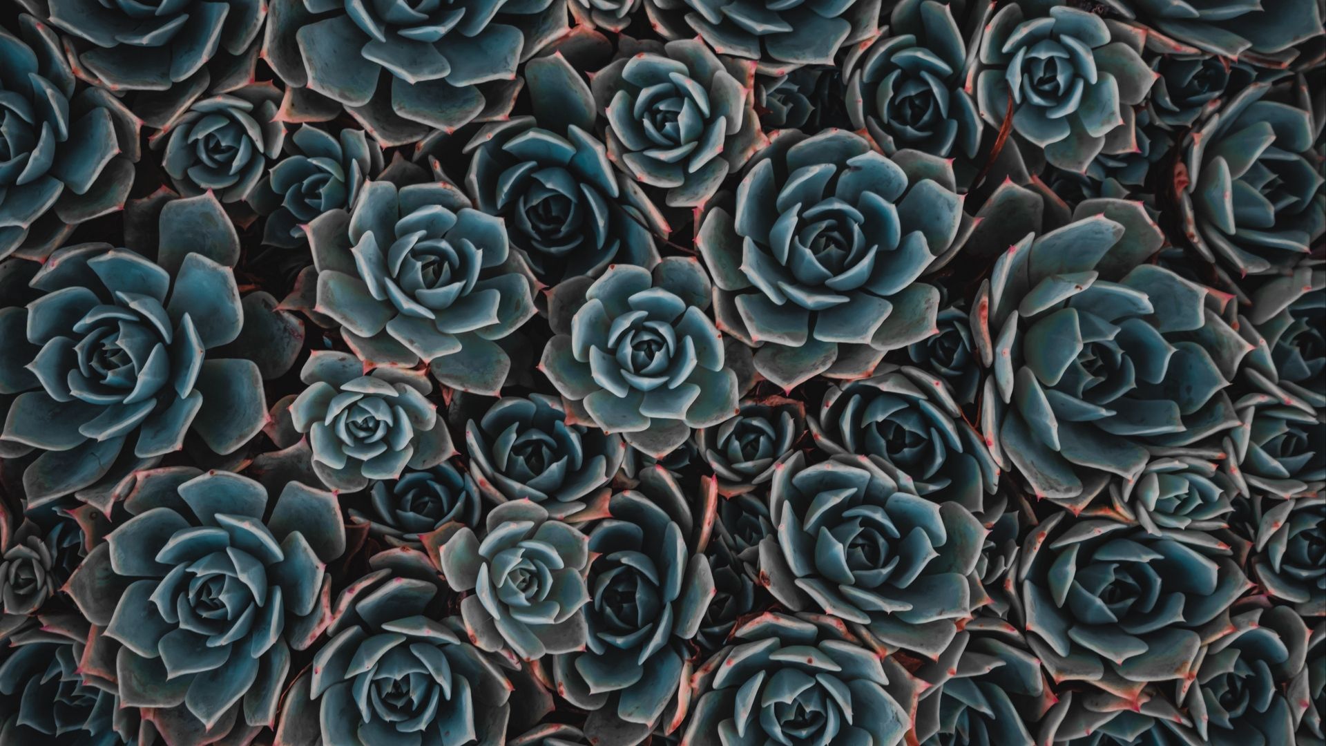 Piante grasse echeveria verdi, 1920x1080 Full HD, Monitor Gaming