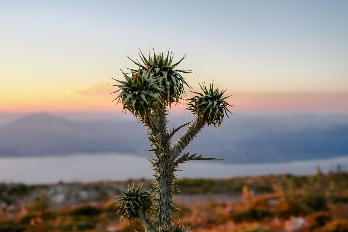Pianta grassa al tramonto, 1125x750 HD, PC Desktop
