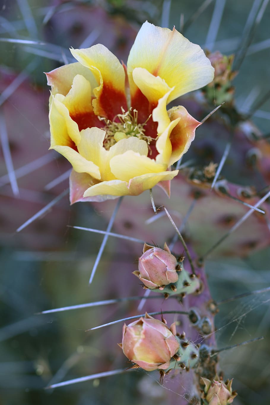 Fiore di cactus giallo, 910x1365 Full HD Verticale, Smartphone