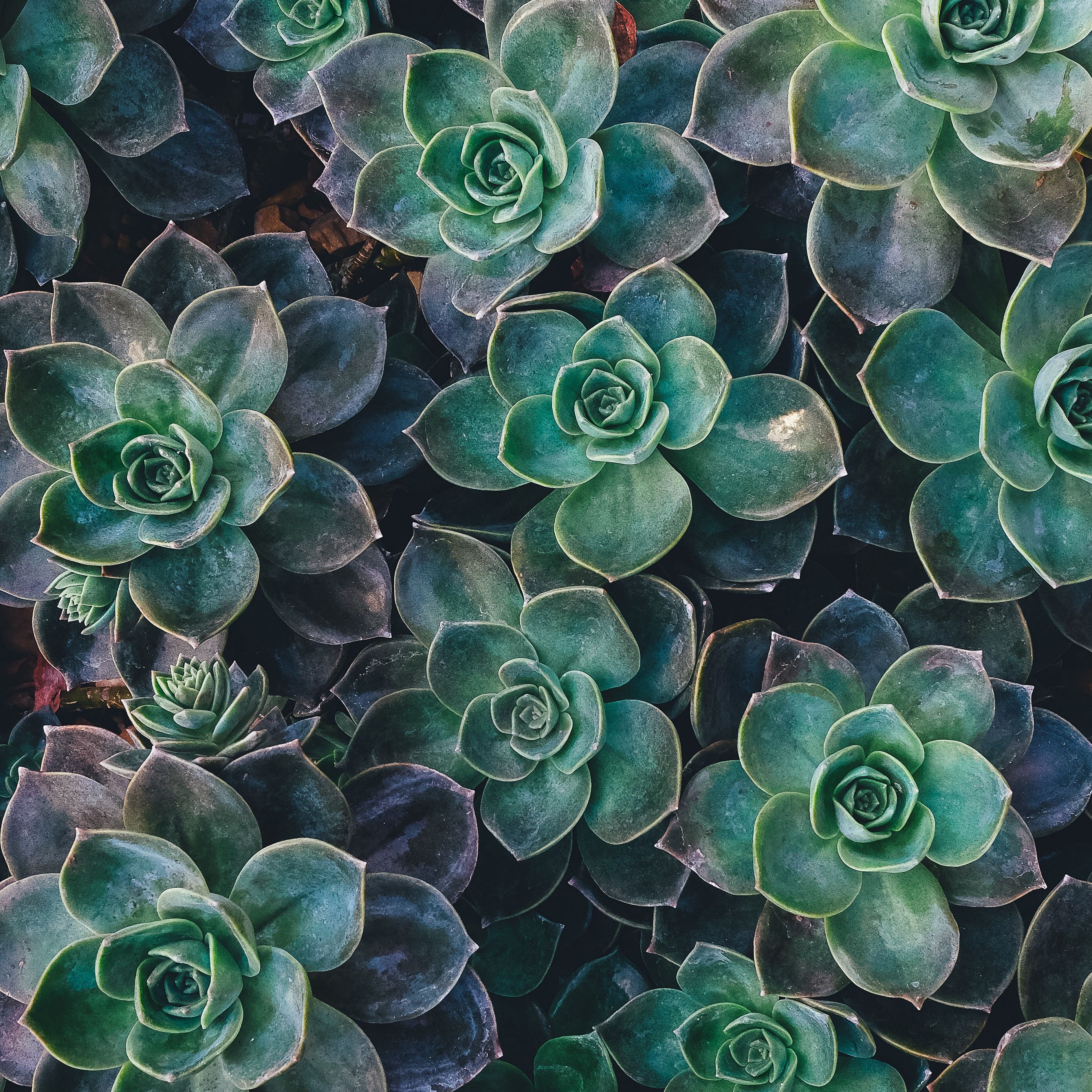 Piante grasse Echeveria verdi, 2780x2780 WQXGA, Desktop
