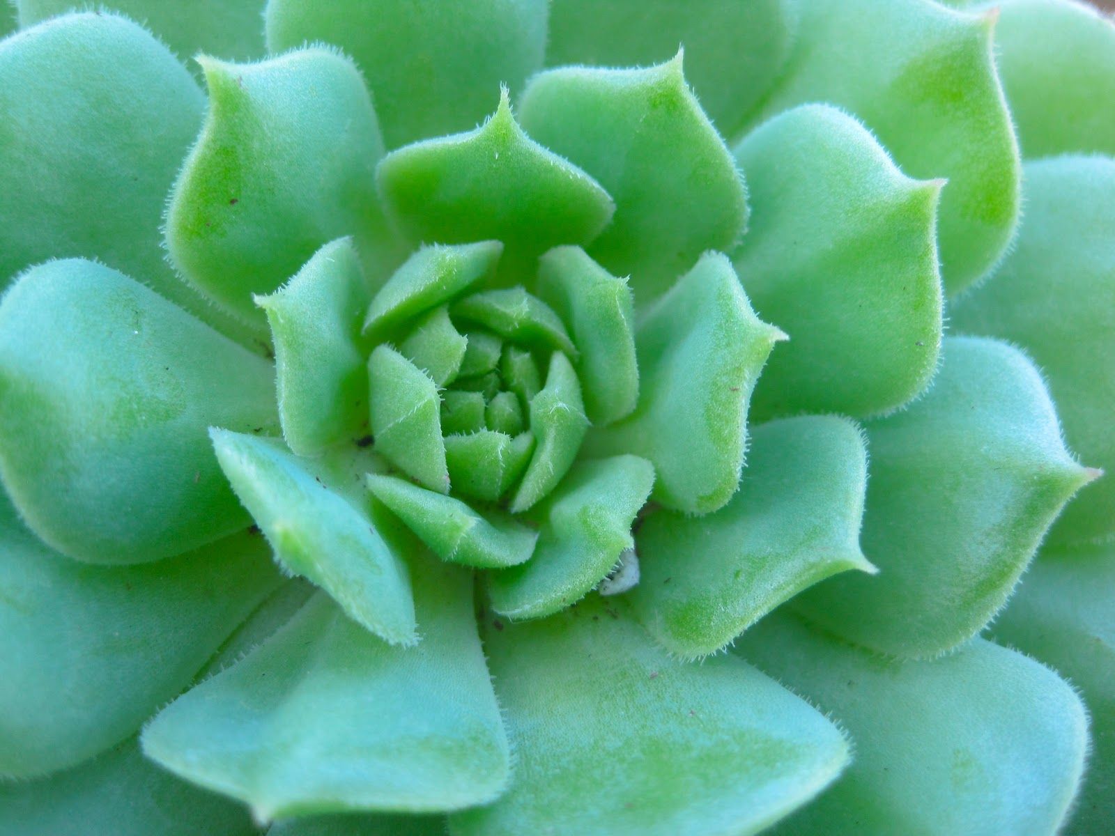 Pianta grassa verde primo piano, 1600x1200 HD Ready, Desktop