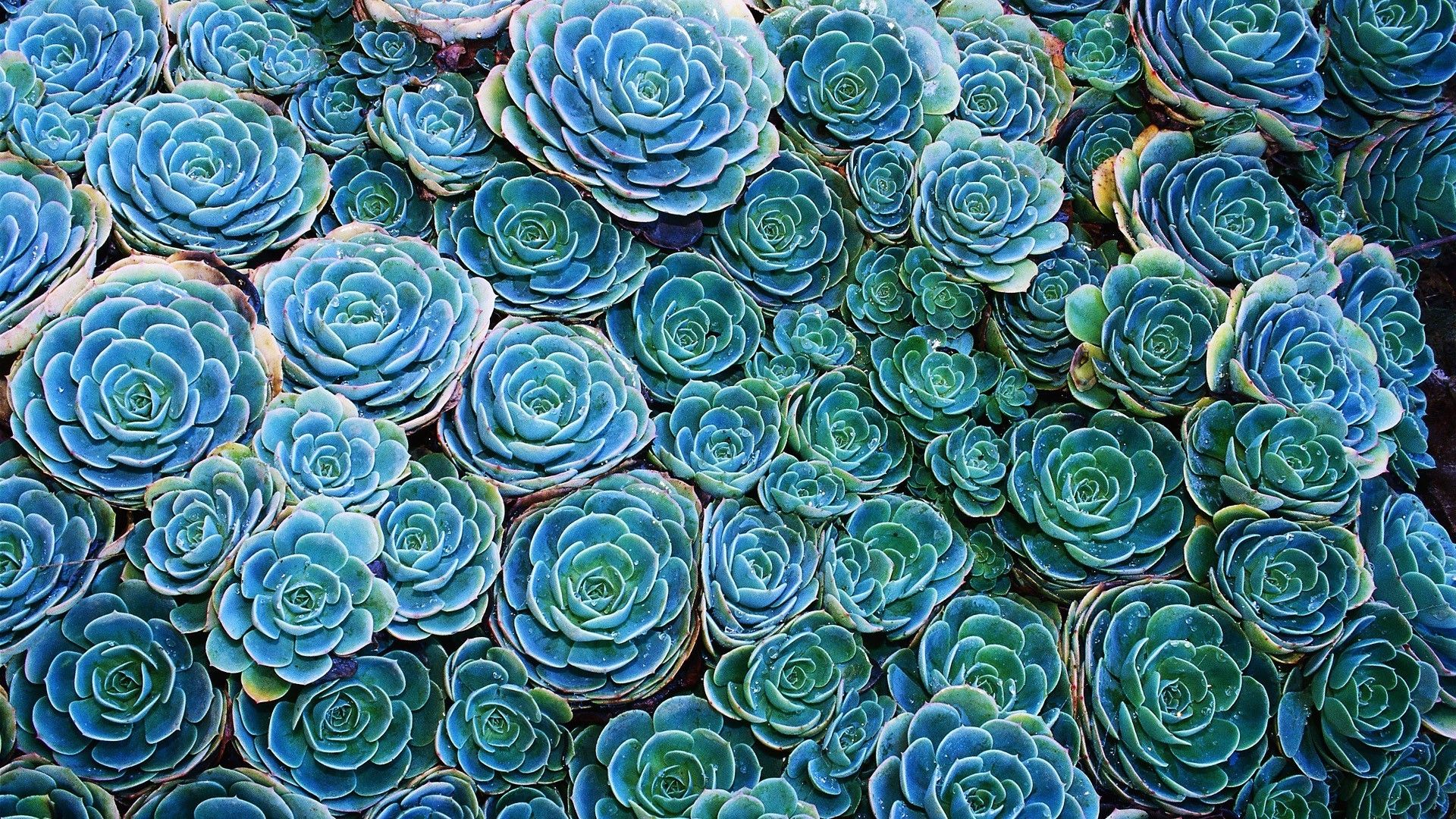 Piante grasse blu-verdi, 1920x1080 Full HD 1080p, PC Desktop