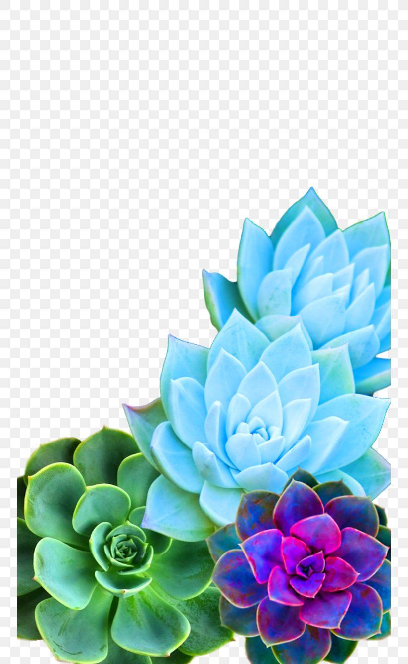 Cactus acquerello sfondo bianco, 1856x1161 900p, Desktop
