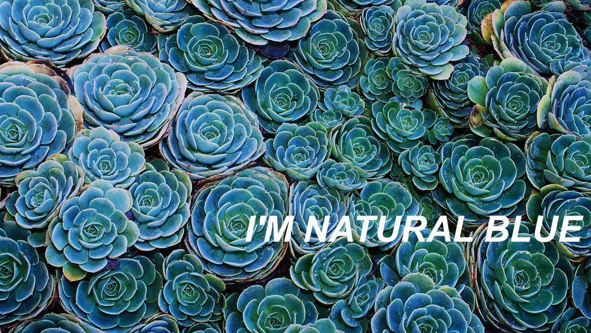 Piante grasse verdi pattern, 1600x900 HD, PC Desktop