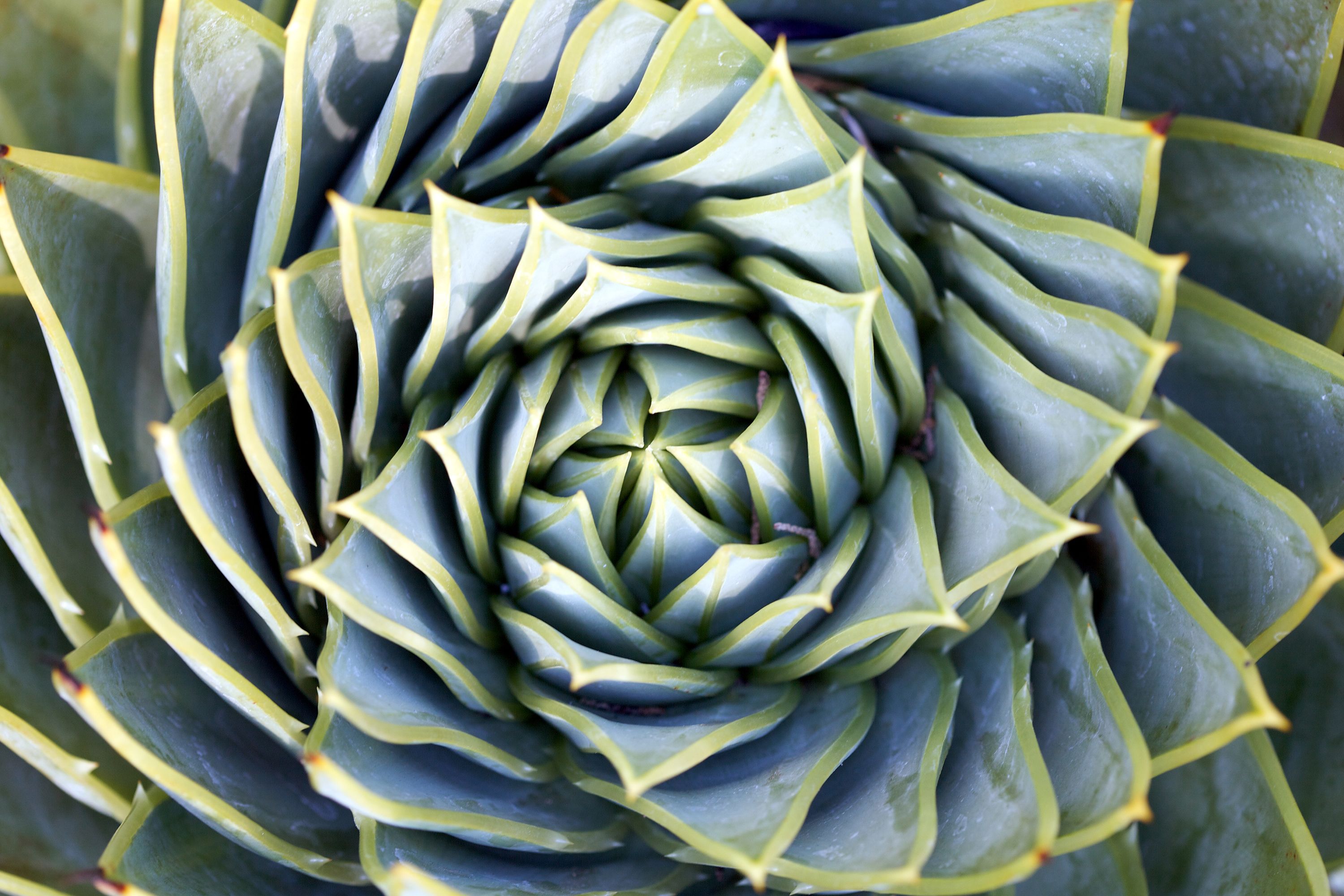 Pianta grassa a spirale, 3000x2000 2K+, PC