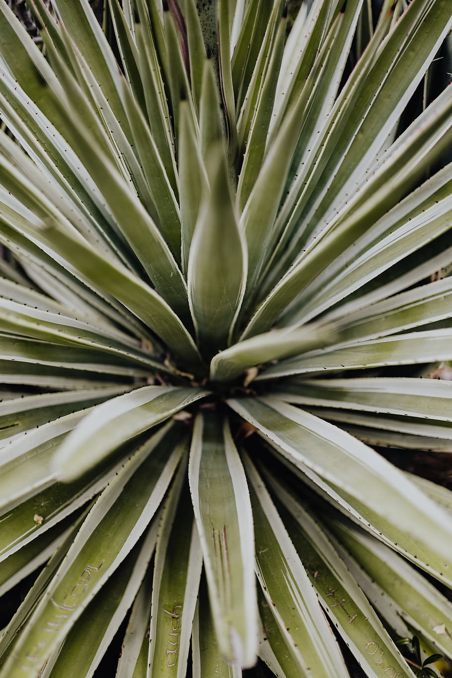 Pianta grassa Agave vista dall'alto, 910x1365 Full HD Verticale, iPhone