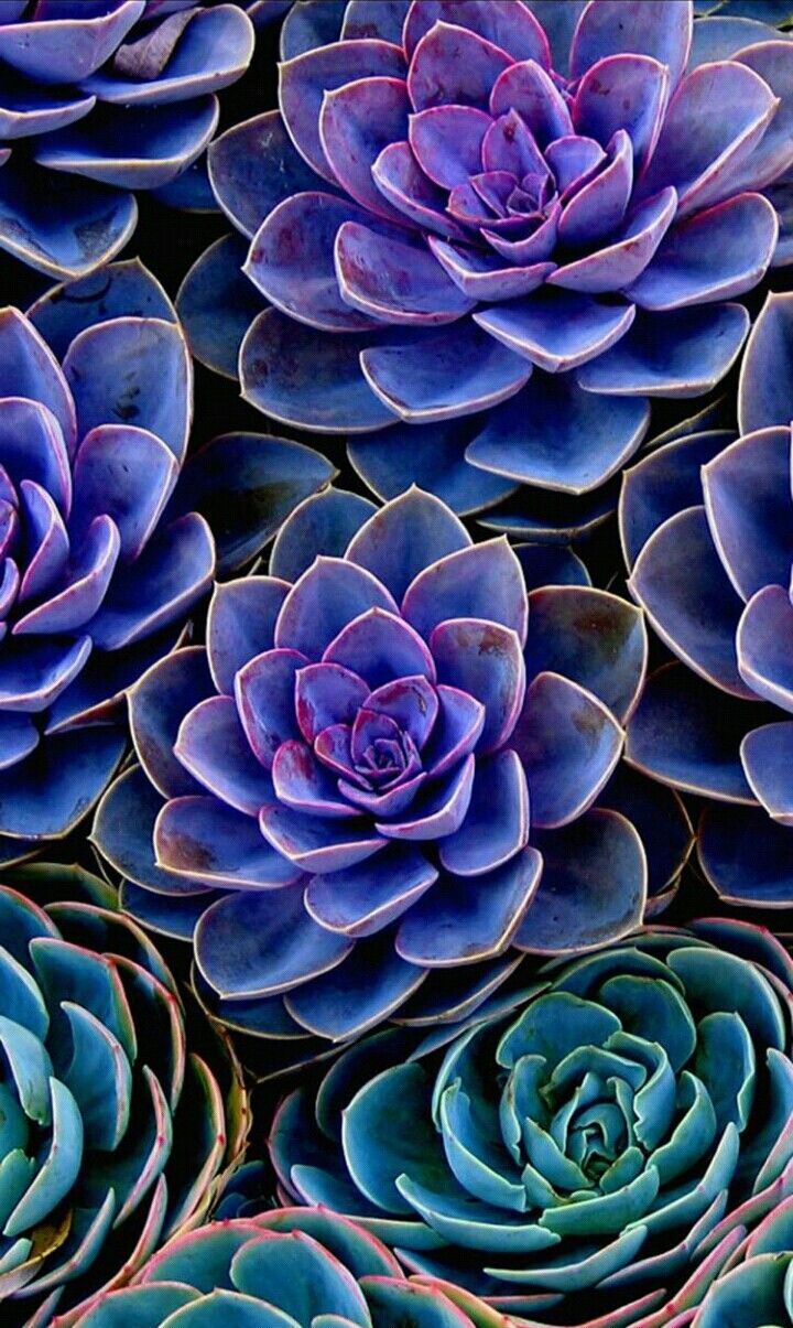 Piante grasse viola e blu, 720x1205 Verticale, Mobile