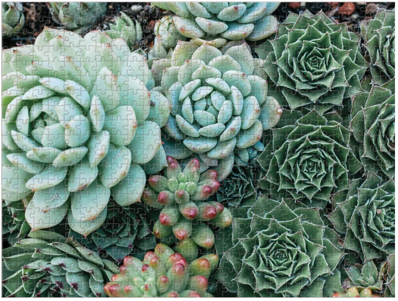 Puzzle giardino piante grasse verdi, 1316x996 HD, Desktop