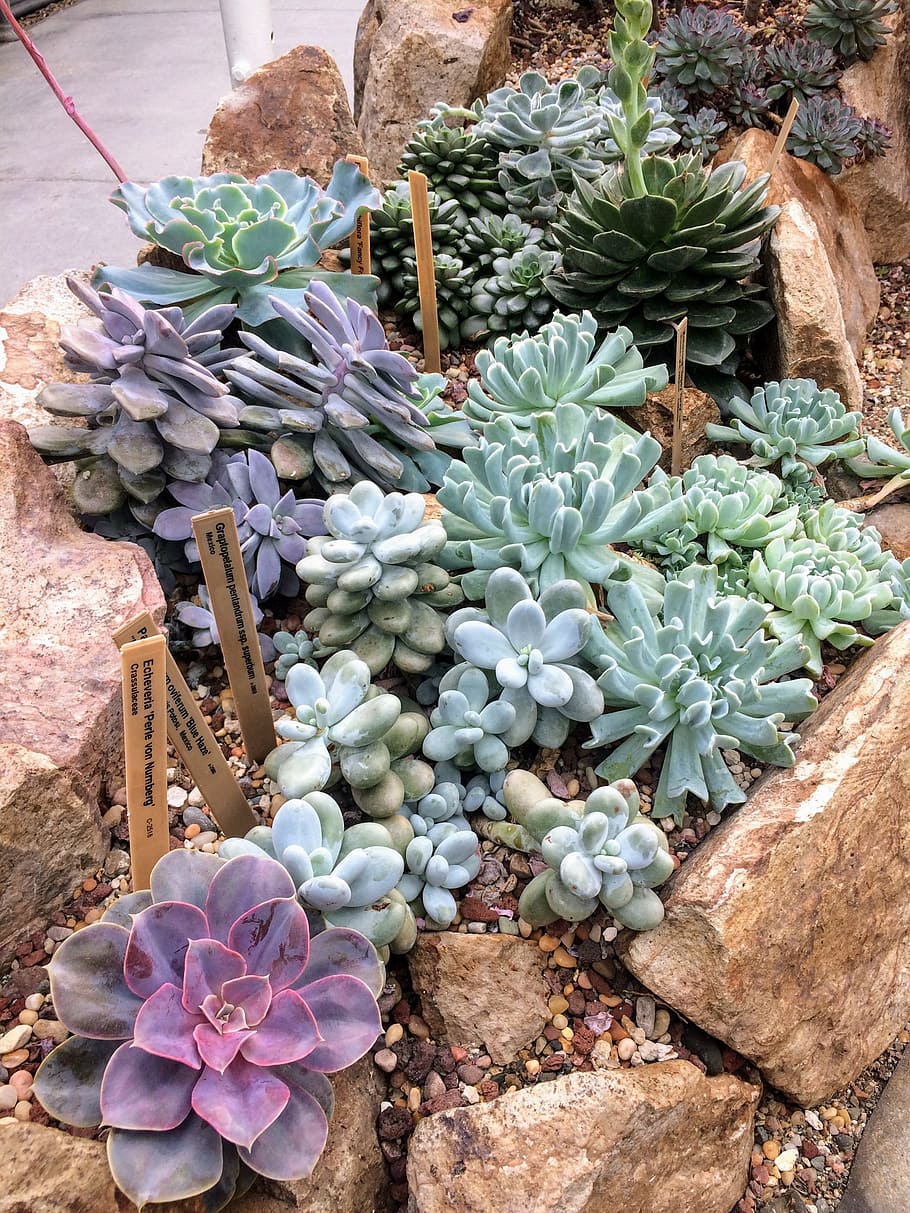 Giardino di piante grasse, 910x1213 Full HD Verticale, Smartphone