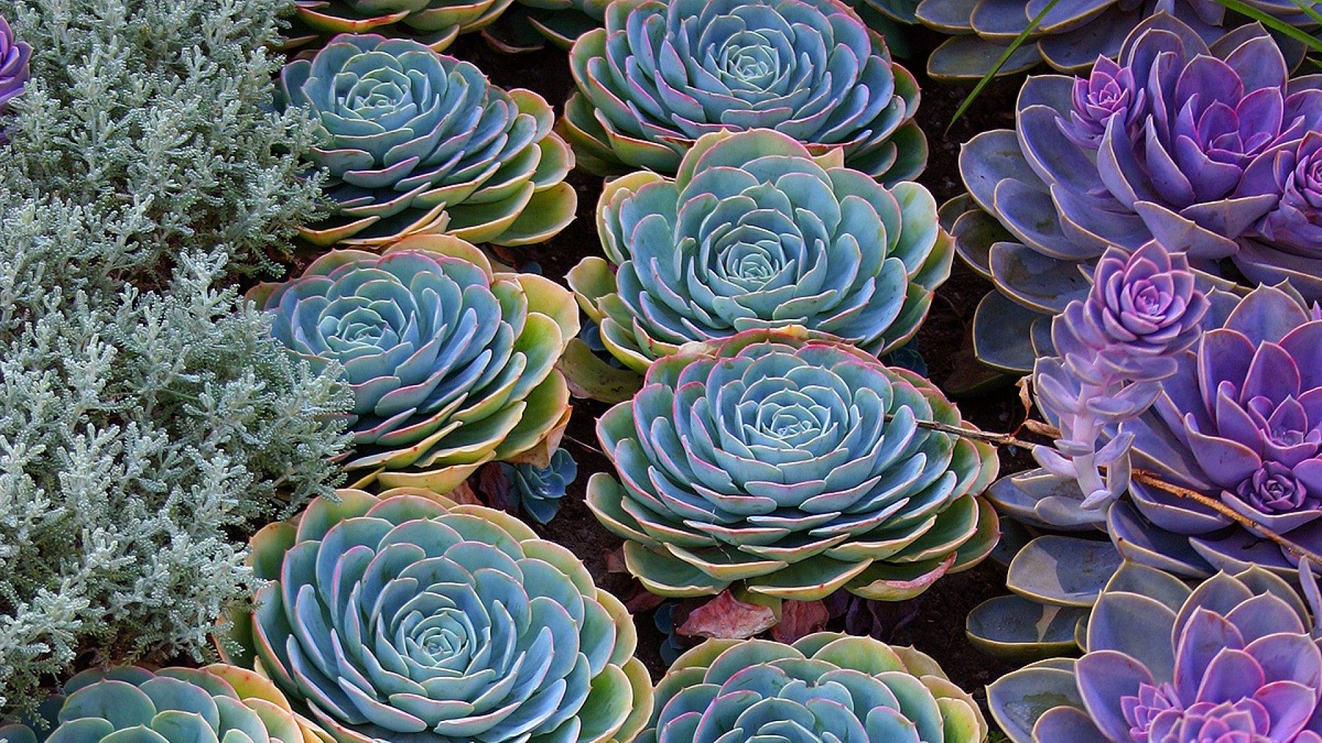 Giardino di piante grasse colorate, 1920x1080 Full HD, PC Desktop
