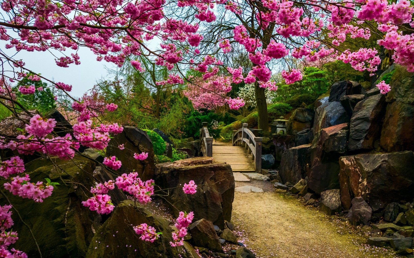 Giardino giapponese con sakura, 1680x1050 HD, Desktop