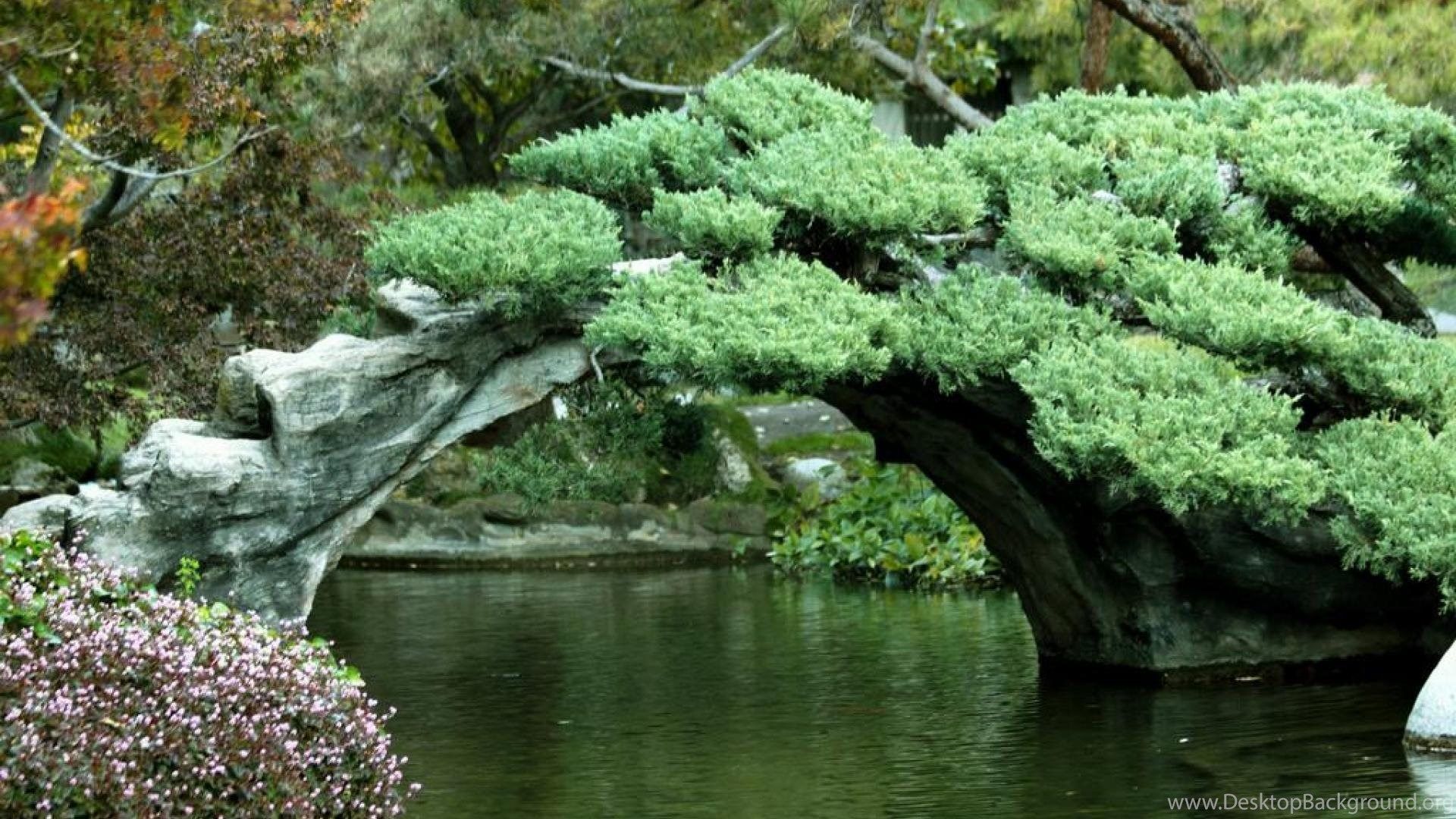 Giardino giapponese con pino e stagno, 1920x1080 1080p, Laptop