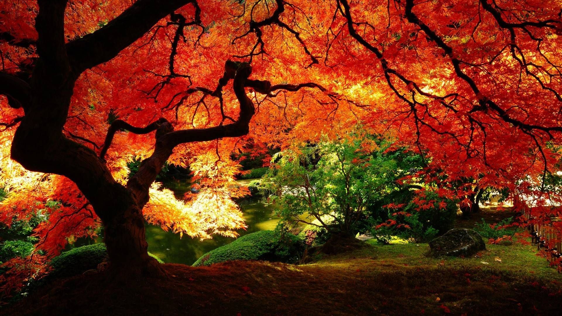 Albero acero giapponese autunnale, 1920x1080 Full HD, PC
