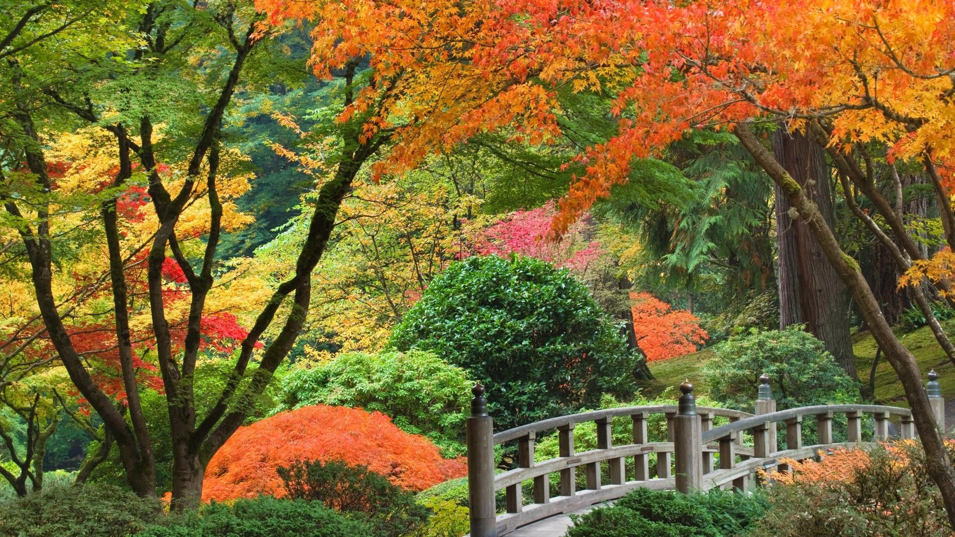 Ponte legno giardino giapponese autunno, 1920x1080 Full HD 1080p, Desktop