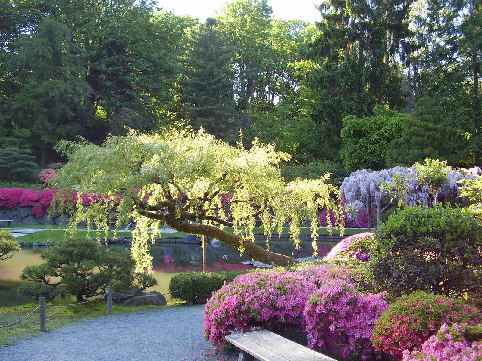 Giardino giapponese con glicine, 1600x1200 900p, HP Laptop