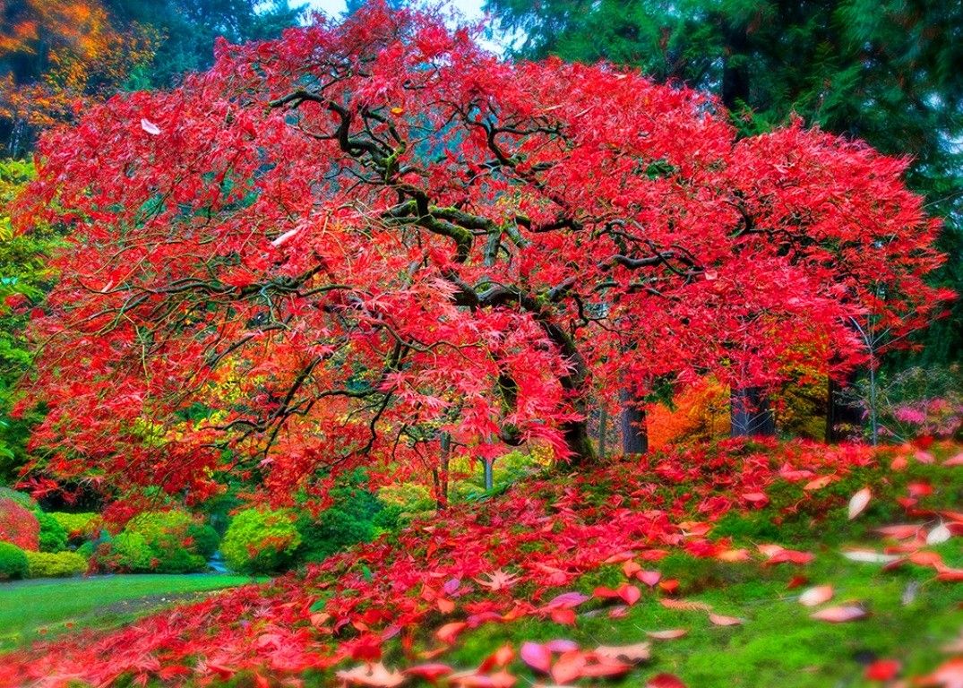 Acero rosso giapponese autunnale, 1075x768 HD, Desktop