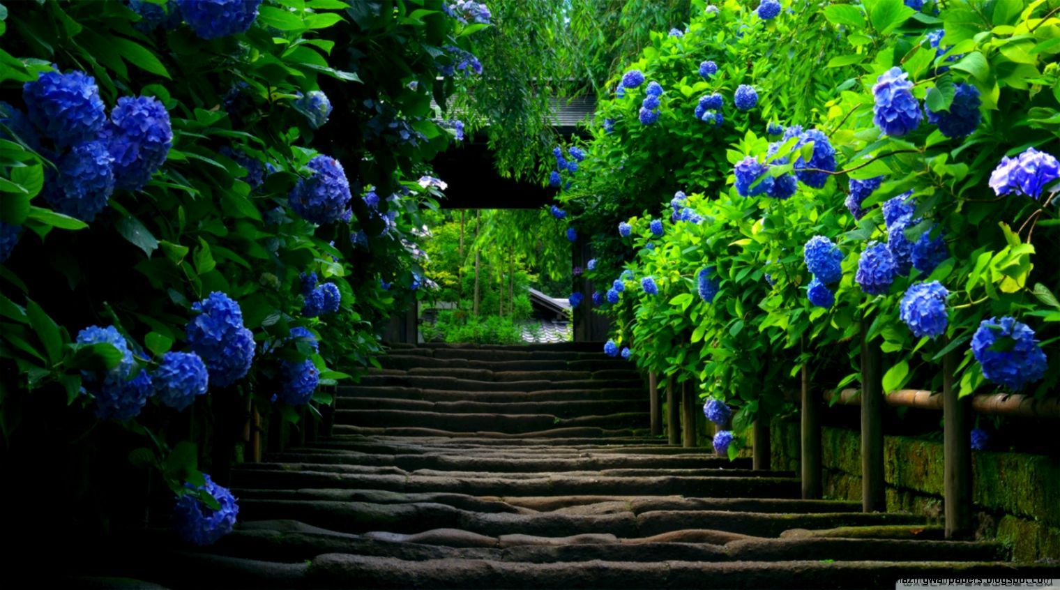 Scalinata con ortensie blu, 1520x846 720p, PC