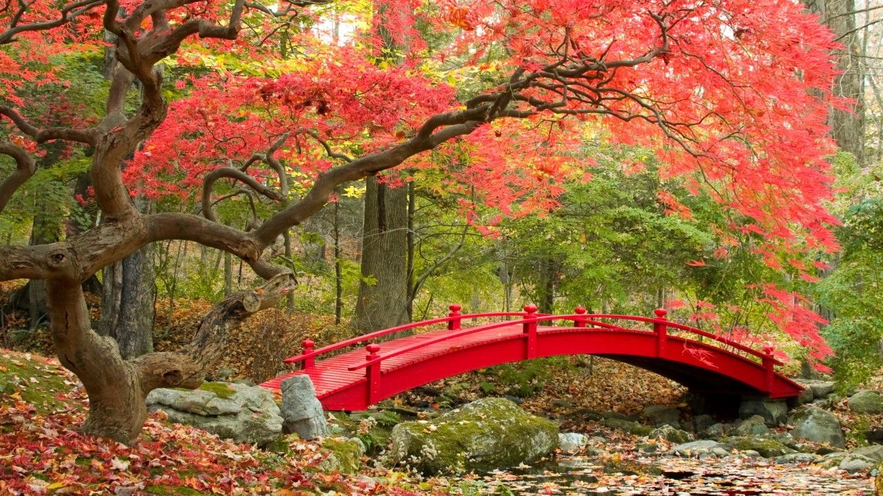 Ponte rosso giardino giapponese autunno, 1280x720 HD, Desktop