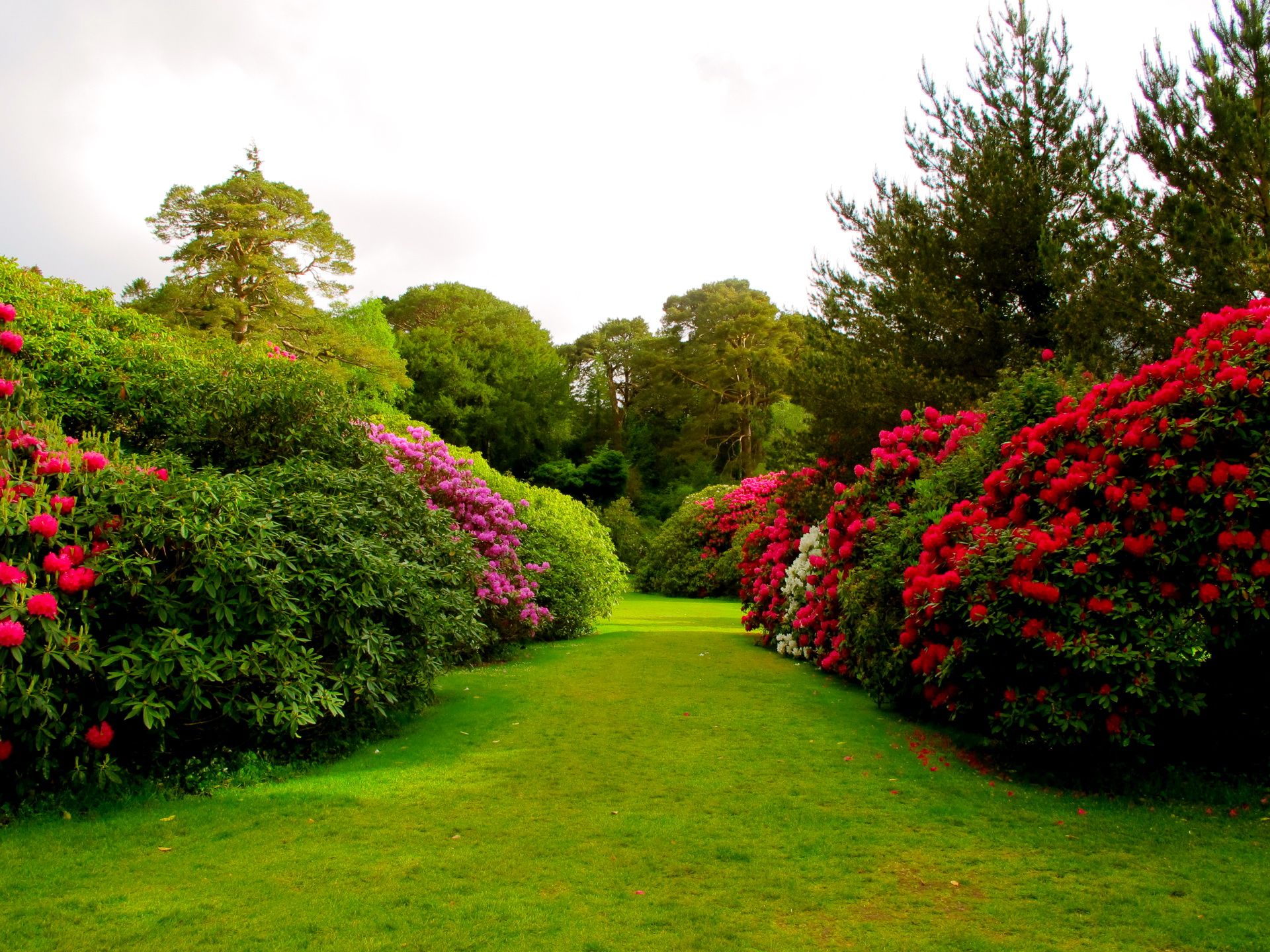 Giardino con cespugli fioriti rosa, 1920x1440 Full HD+ WUXGA, Desktop