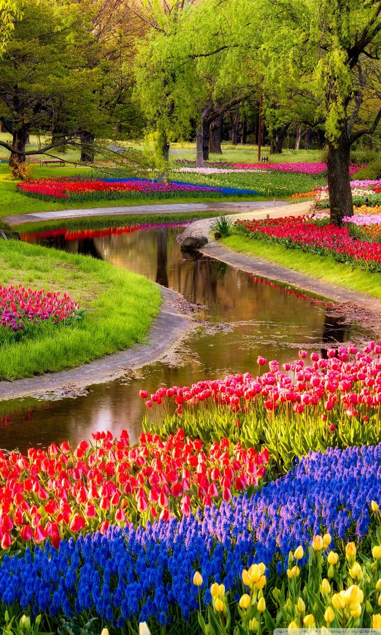 Giardino con tulipani colorati e ruscello, 768x1280 Full HD Verticale, Google Pixel