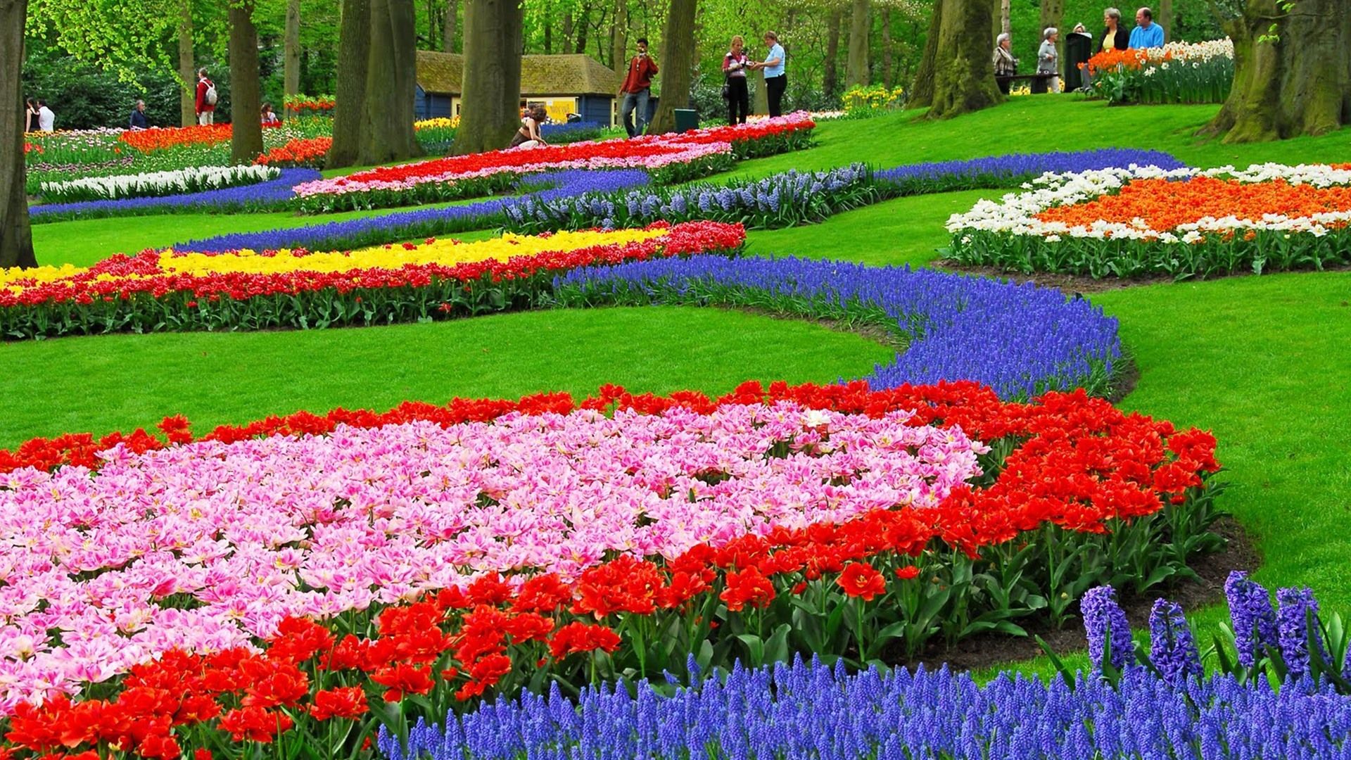 Giardino di tulipani colorati, 1920x1080 Full HD, PC