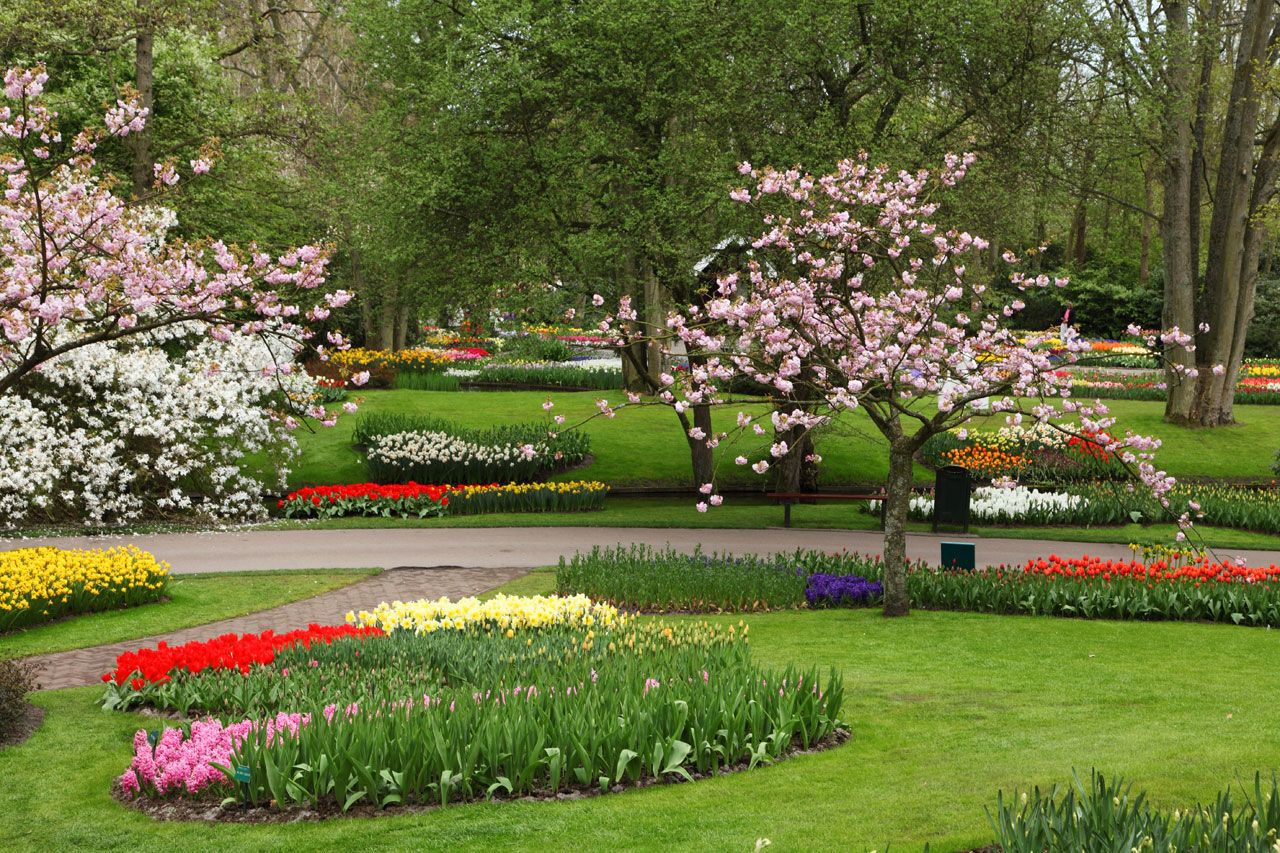 Giardino fiorito con tulipani, 1280x853 HD, ROG Asus Laptop