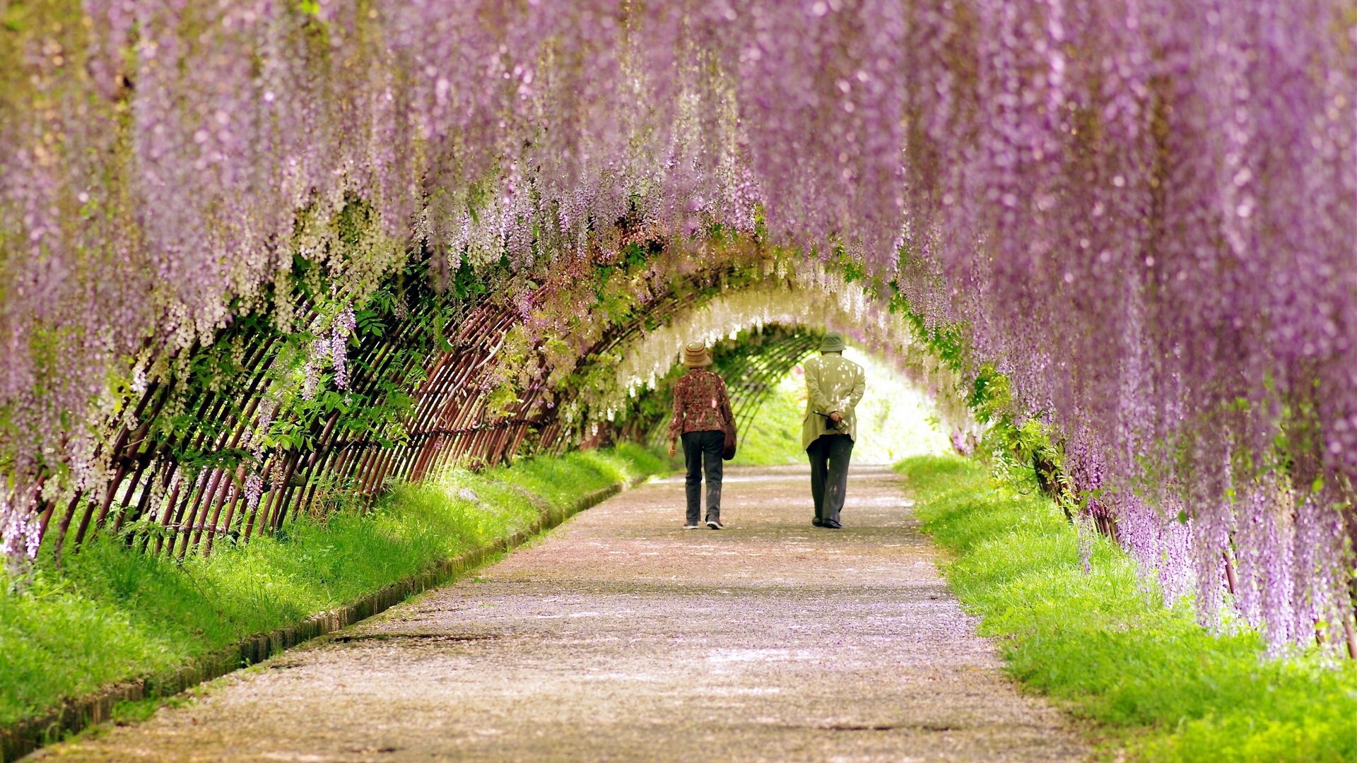 Tunnel di glicine viola, 1920x1080 Full HD 1080p, PC