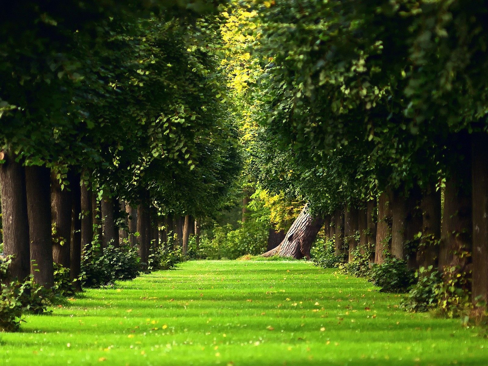 Viale erboso tra alberi verdi, 1600x1200 HD, Desktop