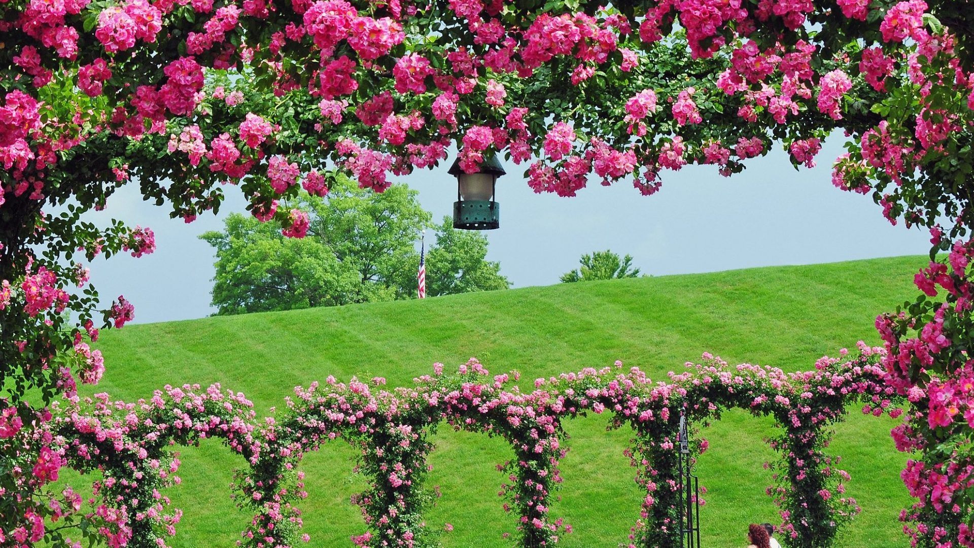 Giardino di rose rosa, 1920x1080 Full HD 1080p, Laptop