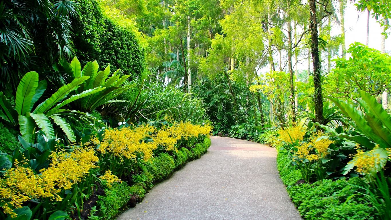Sentiero giardino tropicale verde, 1366x768 HD, Desktop