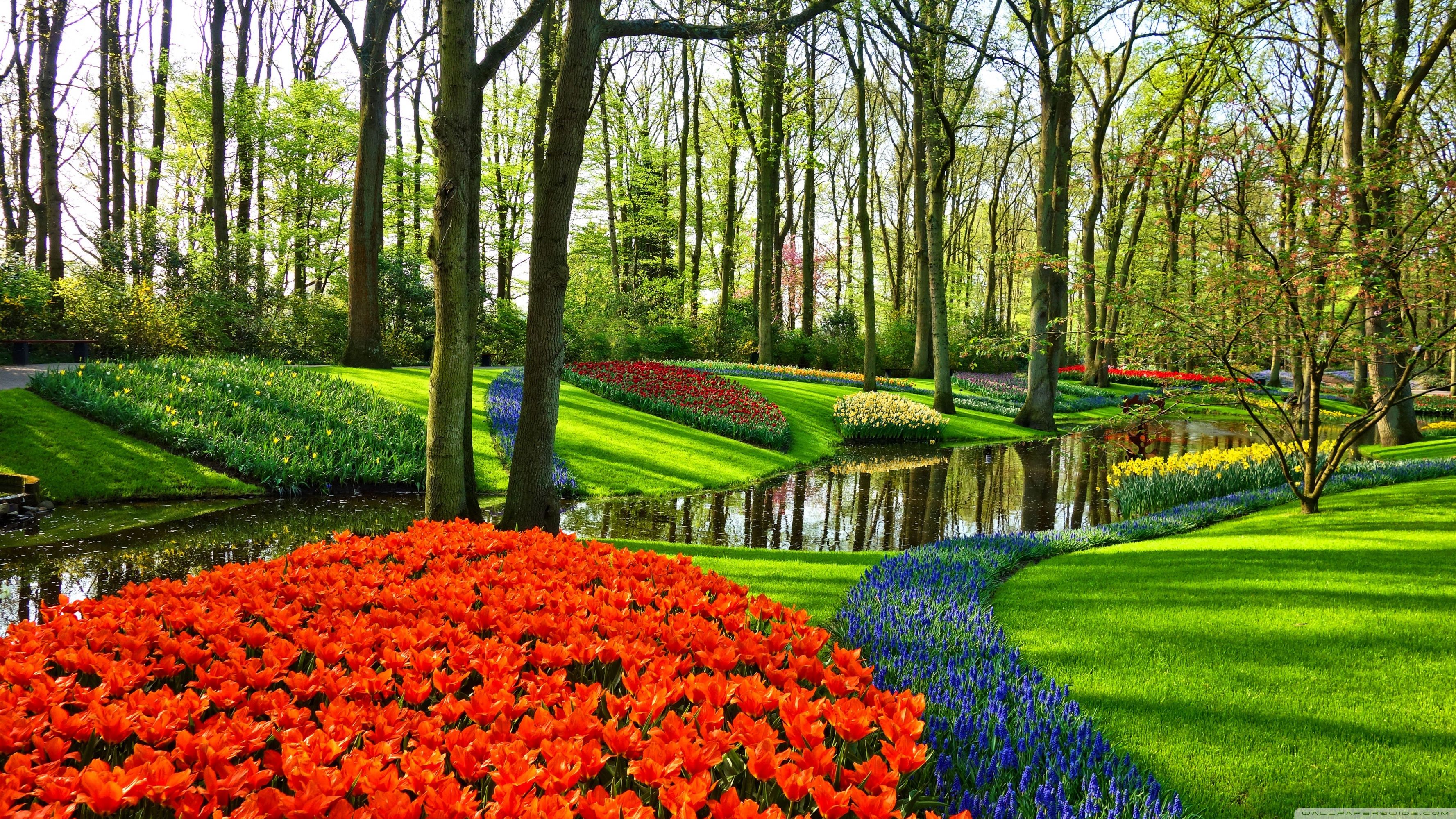 Giardino di tulipani Olanda, 3554x1999 2K, PC