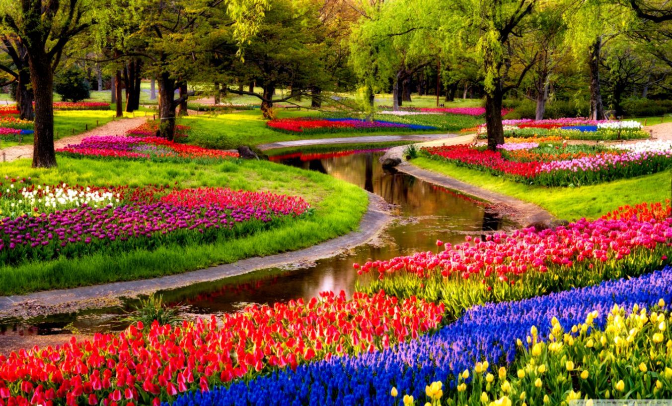 Giardino con tulipani colorati, 1353x819 HD, Notebook Gaming