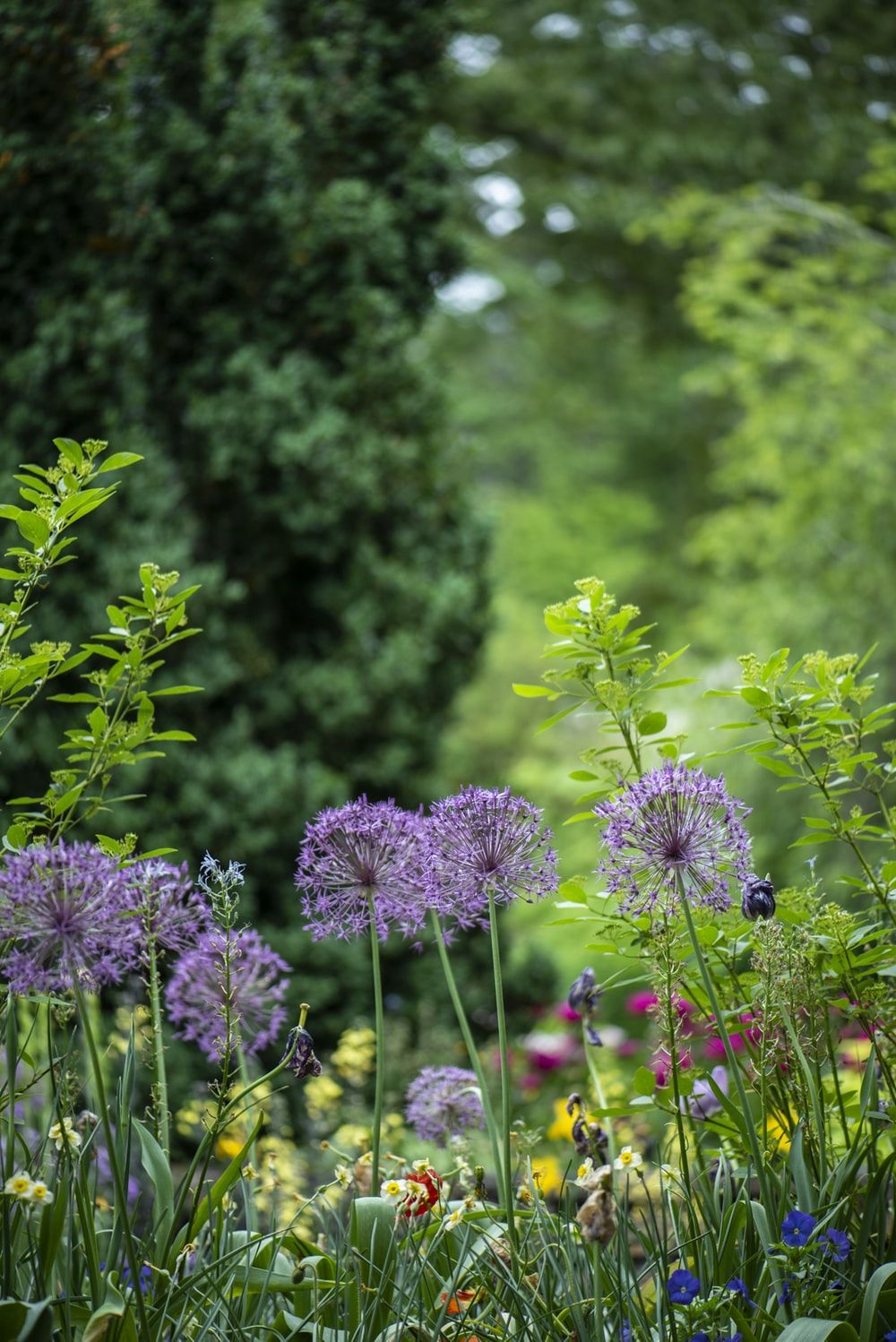 Fiori allium viola giardino, 1000x1498 Full HD Verticale, iPhone