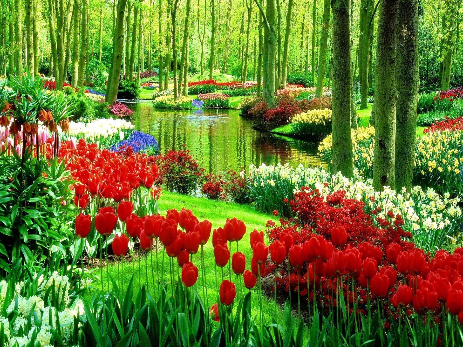 Giardino con tulipani rossi e stagno, 1920x1440 Full HD+, PC