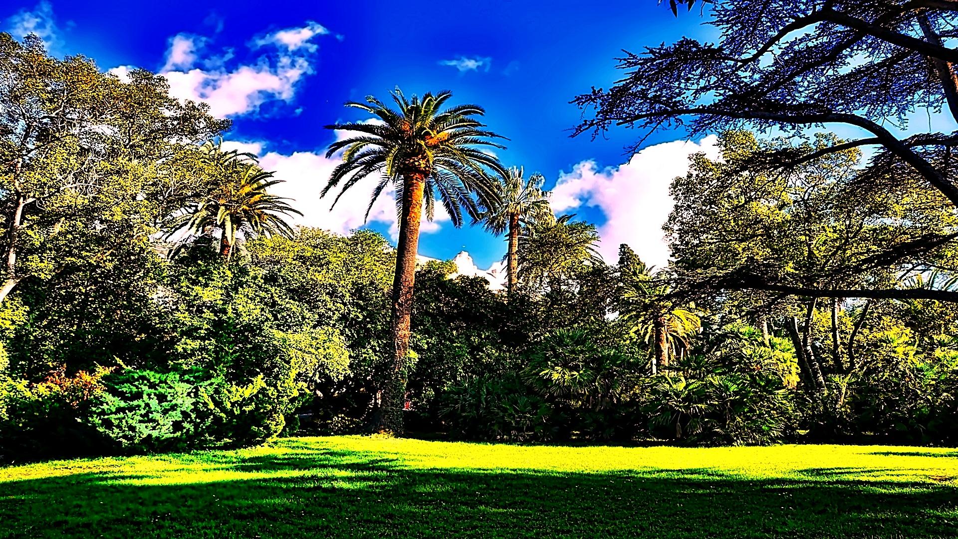 Palme e prato verde giardino, 1920x1080 Full HD, Desktop