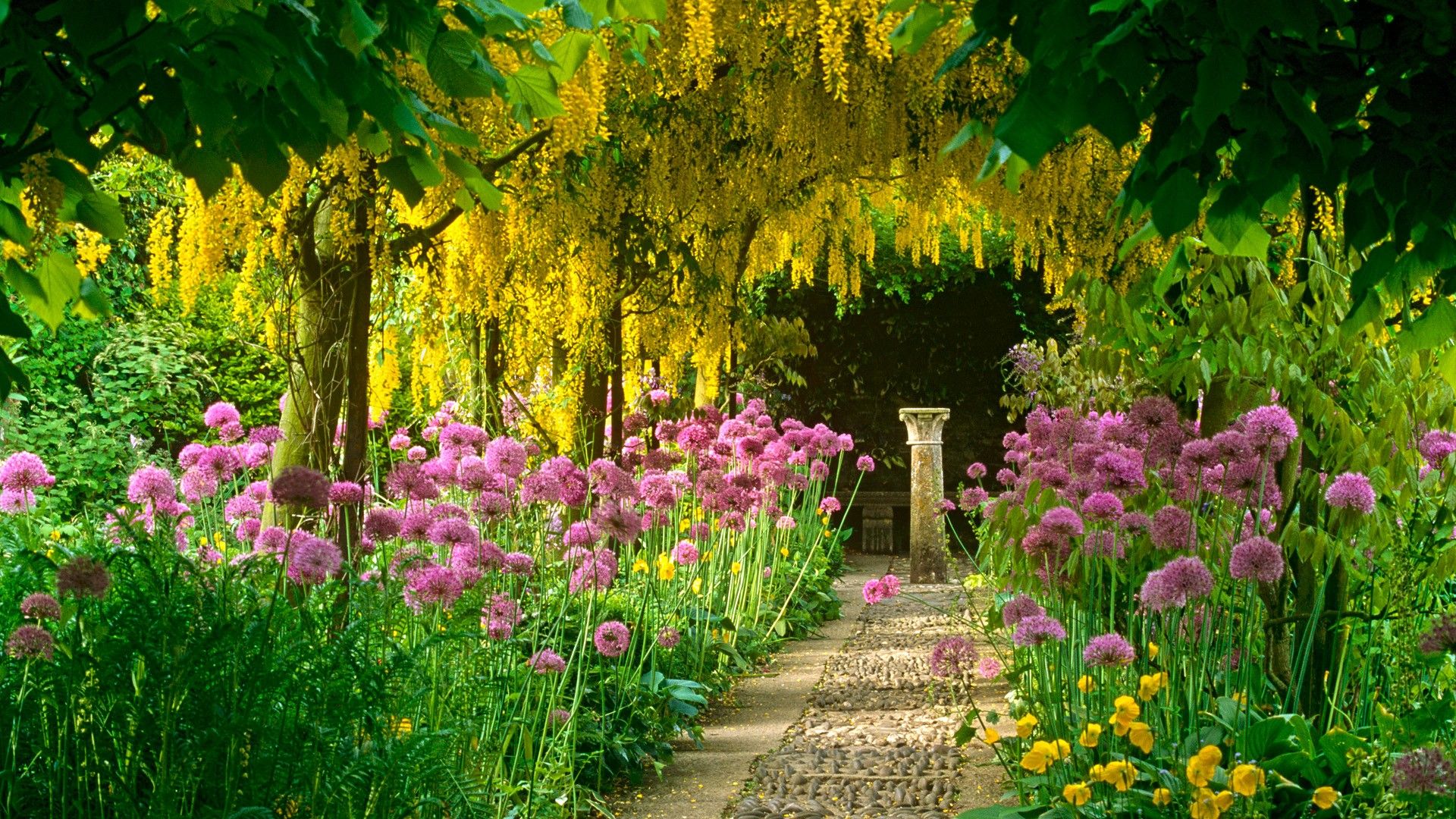 Giardino con glicine giallo e allium, 1920x1080 1080p, Laptop